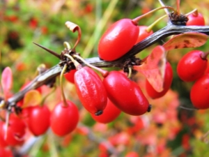  Berry Bushes: Peraturan Varieties dan Penanaman Terbaik