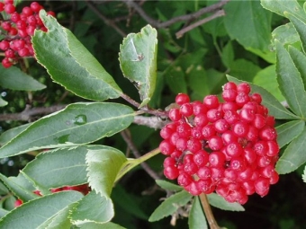  Elderberry röd