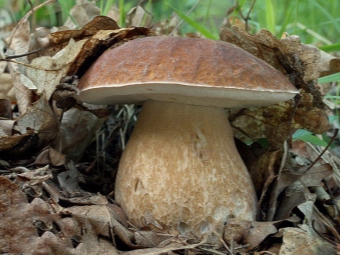  Oak mushroom