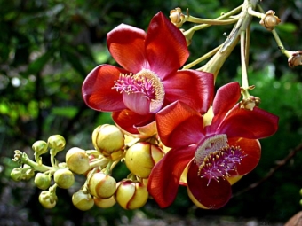  Blommor av brasilianskt valnötträd
