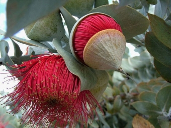  Bunga Merah Eucalyptus