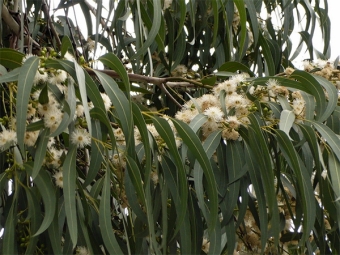  Eucalyptus lämnar