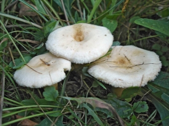  Mga puting mushroom