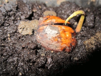 Výsadba ořechových semen