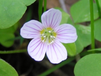  Kislitsy flower