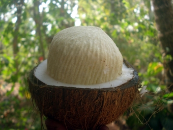  Kokosový ořech otevřený