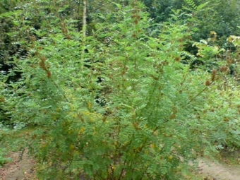  Liquorice busk