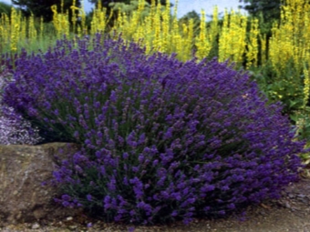  Lavendel ekte eller tynnbladet