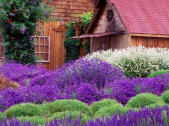  Lavendel i trädgården