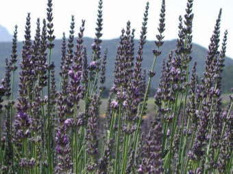  Broadleaf lavender
