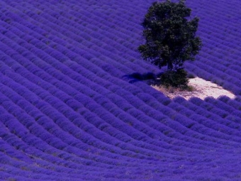  Mga patlang ng lavender