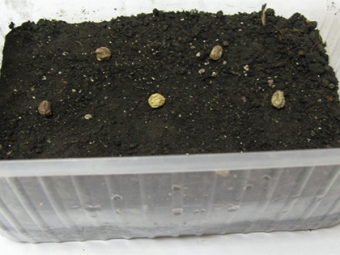  Výsadba Nasturtium semen