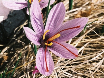  Šafránový květ