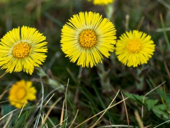  Coltsfoot blomster