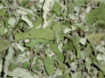  Ξηρά φύλλα καλαμπόκι