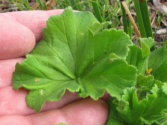  Listy Pelargonium