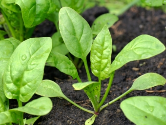  Baby spinach