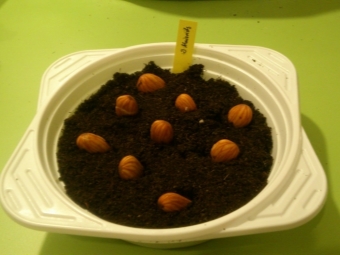  Výsadba mandlových semen