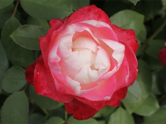  Rose grandiflora