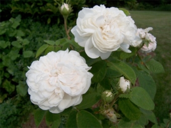  Hoa hồng Alba