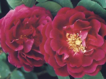  Bourbon ruže