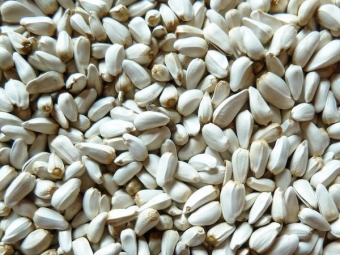  Safflower semena