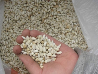  Safflower Seeds for Oil