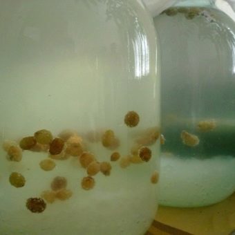  Kvas z krystalů rýžových hub se odměřuje