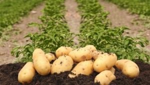  Penerangan dan ciri-ciri penanaman kentang Colette