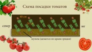  Skim utama penanaman tomato di rumah hijau