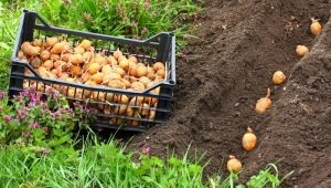  Bagaimana untuk menanam dan menanam kentang?