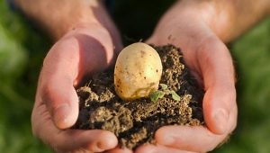  Baja apa yang perlu dibuat semasa menanam kentang?