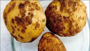  Nematode kentang: kaedah penerangan dan kawalan hama