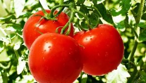  Tomato: nilai pemakanan, faedah dan kemudaratan kepada badan