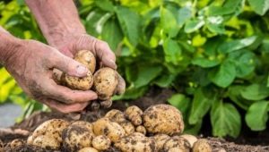 Menanam dan menjaga kentang di Siberia dan Ural