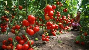  Keserasian tomato dengan tumbuhan lain di rumah hijau yang sama