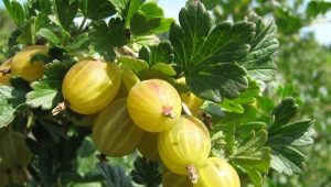  Apa yang boleh dimasak dari gooseberry?