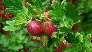  Gooseberry merah: keterangan, pelbagai jenis dan aplikasi