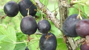  Tarikh gooseberry: ciri dan penanaman varieti