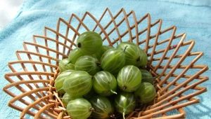  Gooseberry Malachite: ciri-ciri pelbagai dan teknologi pertanian