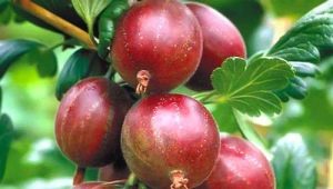  Ciri-ciri dan jenis gooseberry tanpa belukar