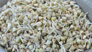  Germinated green buckwheat: properties, caloric content at komposisyon