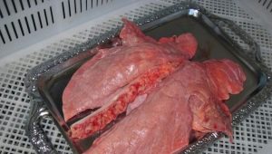  Poumons de porc: propriétés, composition et recettes