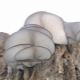  Lumalagong mga mushroom ng talaba