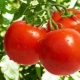  Phytophthora pada tomato: apa serangan ini dan bagaimana untuk melawannya?