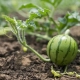  Hur man planterar vattenmelonfrön i öppen mark?