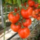  Bagaimana untuk menjaga tomato: rahsia dan cara berkembang