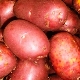  Red Son Potatoes: garis panduan penerangan dan penanaman