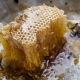  Lebah liar madu: apa itu dan bagaimana untuk memilih?