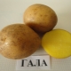  Penerangan dan penanaman pelbagai jenis Gala kentang